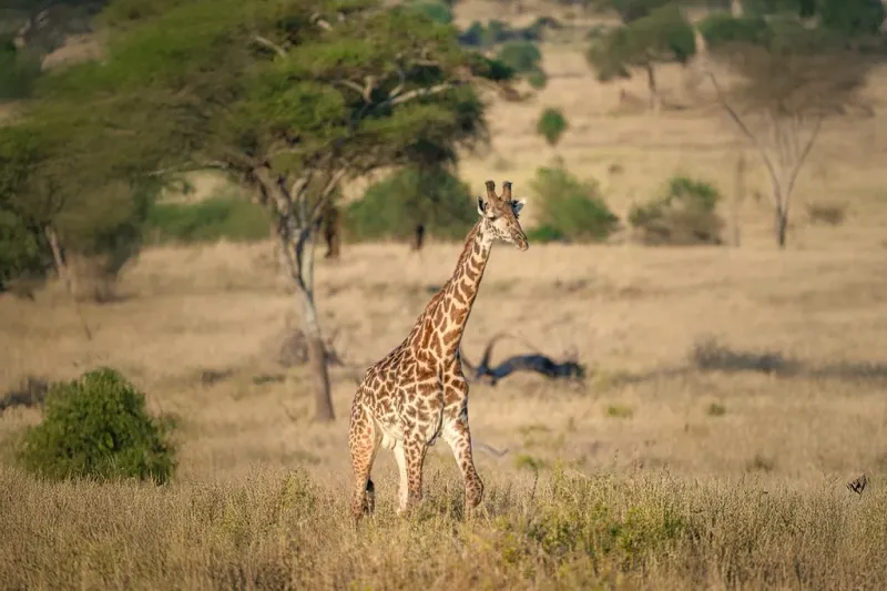 1-Day Trip to Tarangire National Park Experience