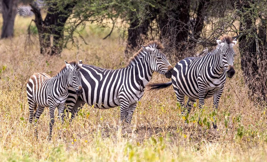 2-Day Group Safari from Arusha to Tarangire & Ngorongoro Crater – Best Tanzania Wildlife