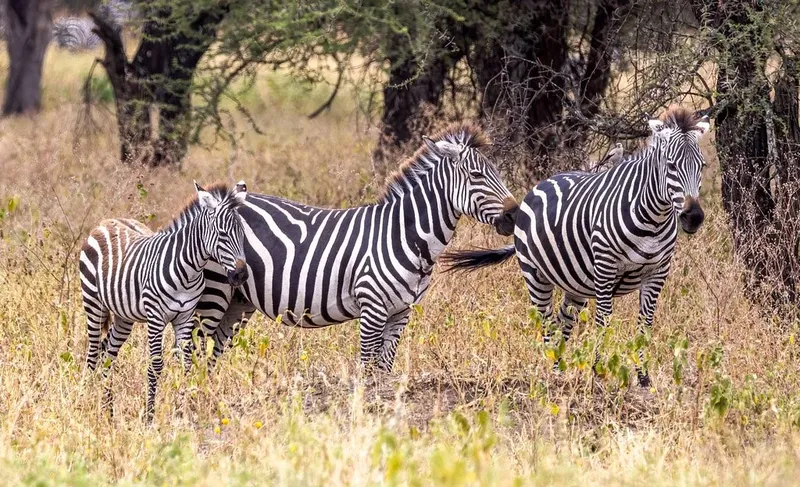 2-Day Group Safari from Arusha to Tarangire & Ngorongoro Crater  -  Best Tanzania Wildlife