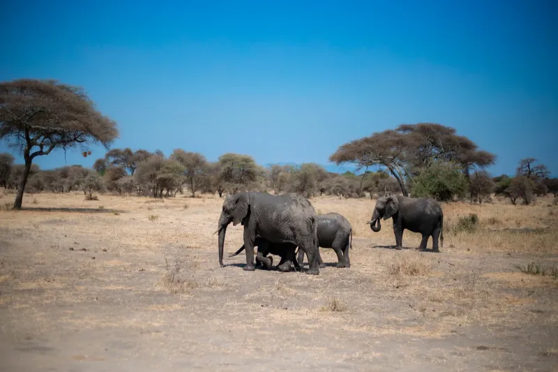 2-Day Safari, Tarangire and Lake Manyara National Park