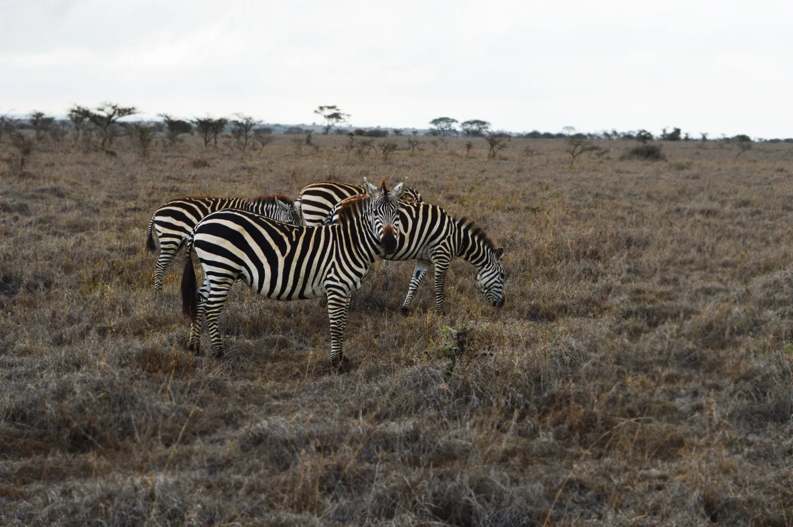 2-Day Incredible Trip in Tarangire and Ngorongoro hero photo