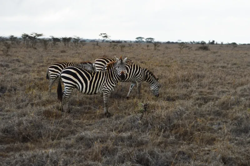 2-Day Budget Tarangire and Ngorongoro Crater Safari