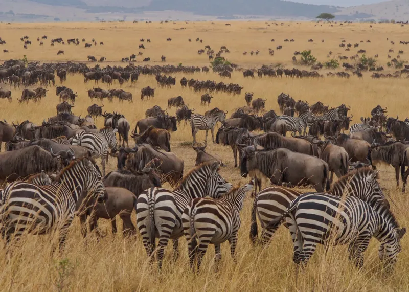2-Day Ol Pejeta Classic Safari - Kenya tours gallery image