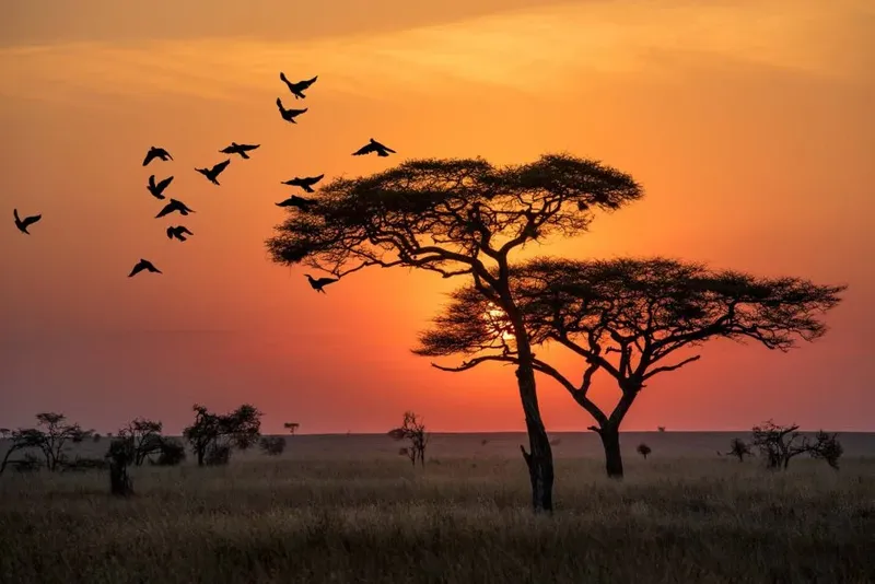 4-Day Budget Group Safari from Zanzibar to Tanzania's Northern Parks