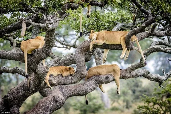 10-Day Serengeti River Crossings & Great Migration Explorer