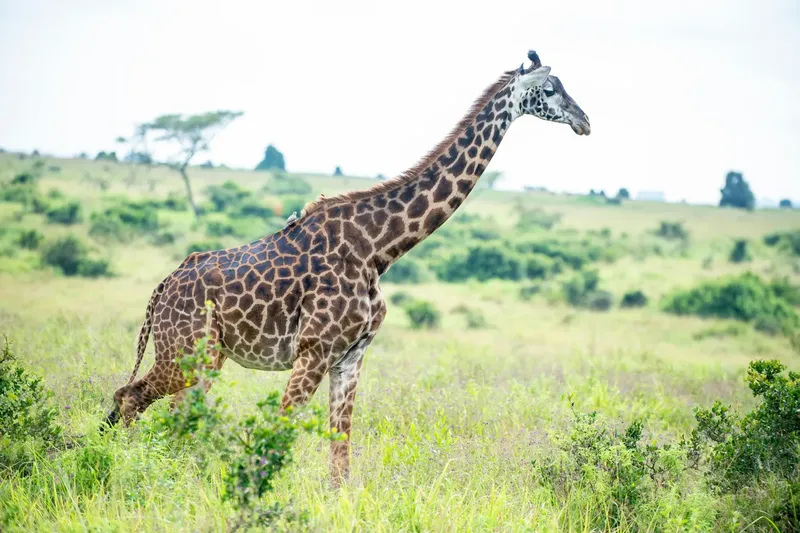 Ultimate Arusha National Park Day Safari Wildlife Lakes & Mount Meru gallery image
