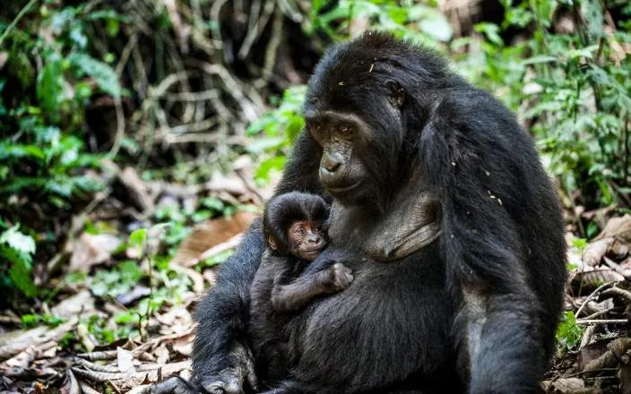 6-Day Best of Rwanda Mid-Range Safari - Rwanda