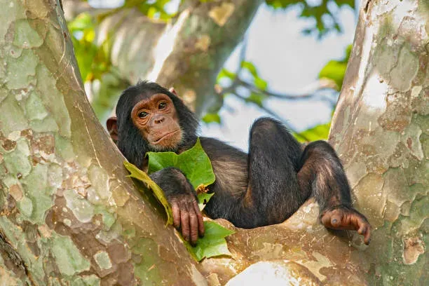 5 Day Group Sharing Safari and Trekking Adventure in Gombe National Park gallery image