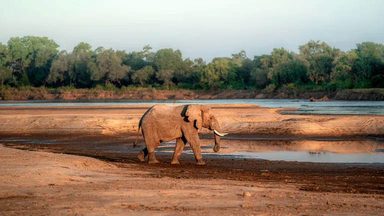 ½-Day Rhino Trekking, Bush Walk and Safari Game Drive gallery image