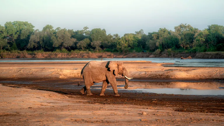½-Day Rhino Trekking Experience and Safari Game Drive gallery image