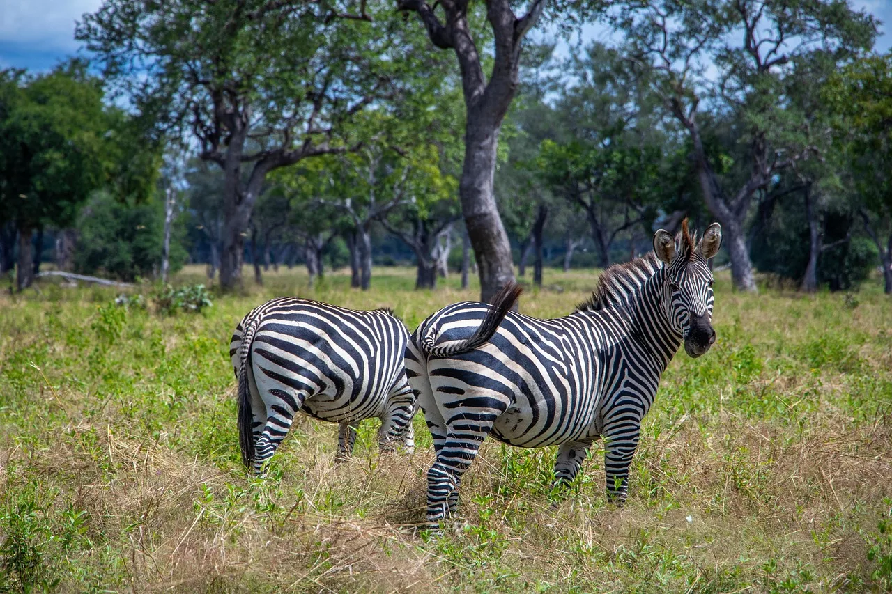 7-Day Zanzibar to Zambia Classic Fly-in Safari gallery image