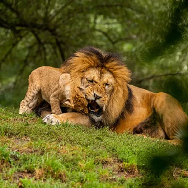 7-Day Chimpanzee, Gishora Drums, Rusizi NP & More Tour gallery image