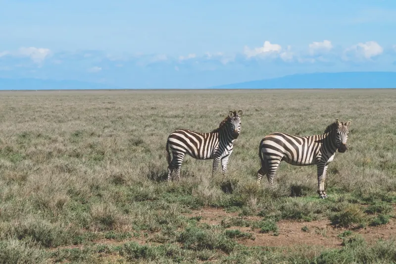 5-Day Sharing Budget Camping Safari
