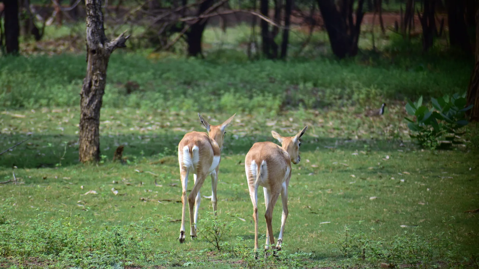 2-Day Tour to the Largest Lake of Ethiopia Bahidar gallery image