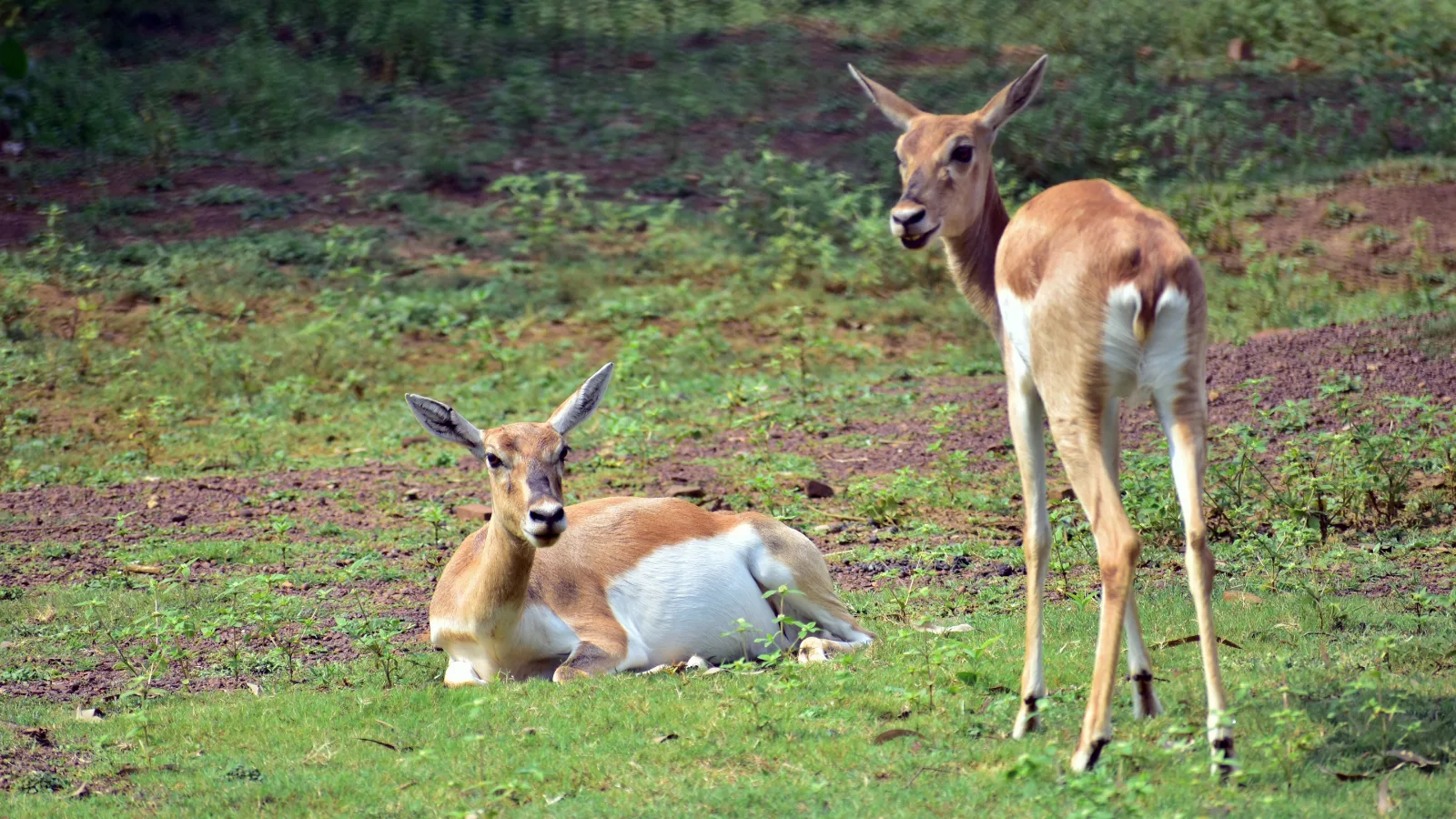 7-Day Camping Safari Khwai Concession, Savuti and Chobe gallery image