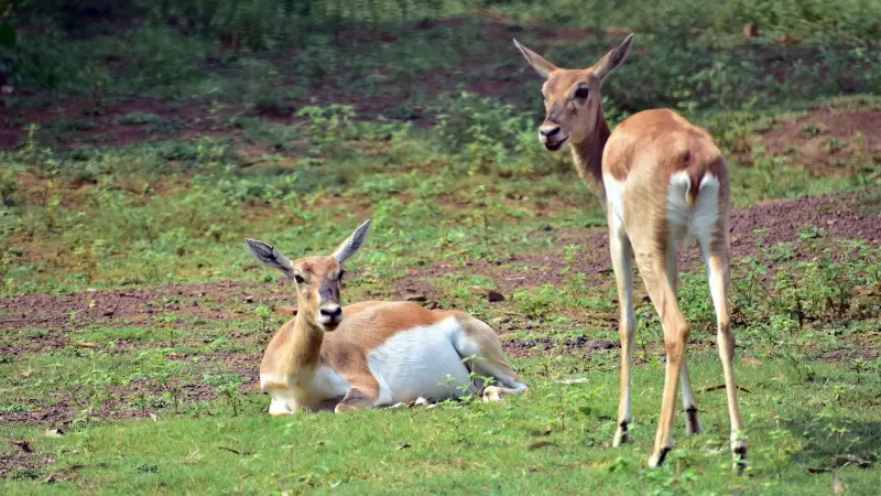 7-Day Camping Safari Khwai Concession, Savuti and Chobe gallery image