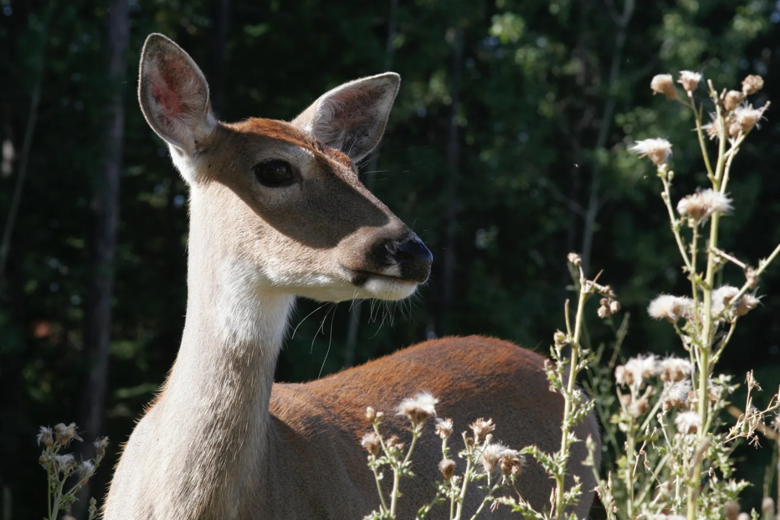 7-Day 4-Star Kruger & Mozambique Beach Safari gallery image