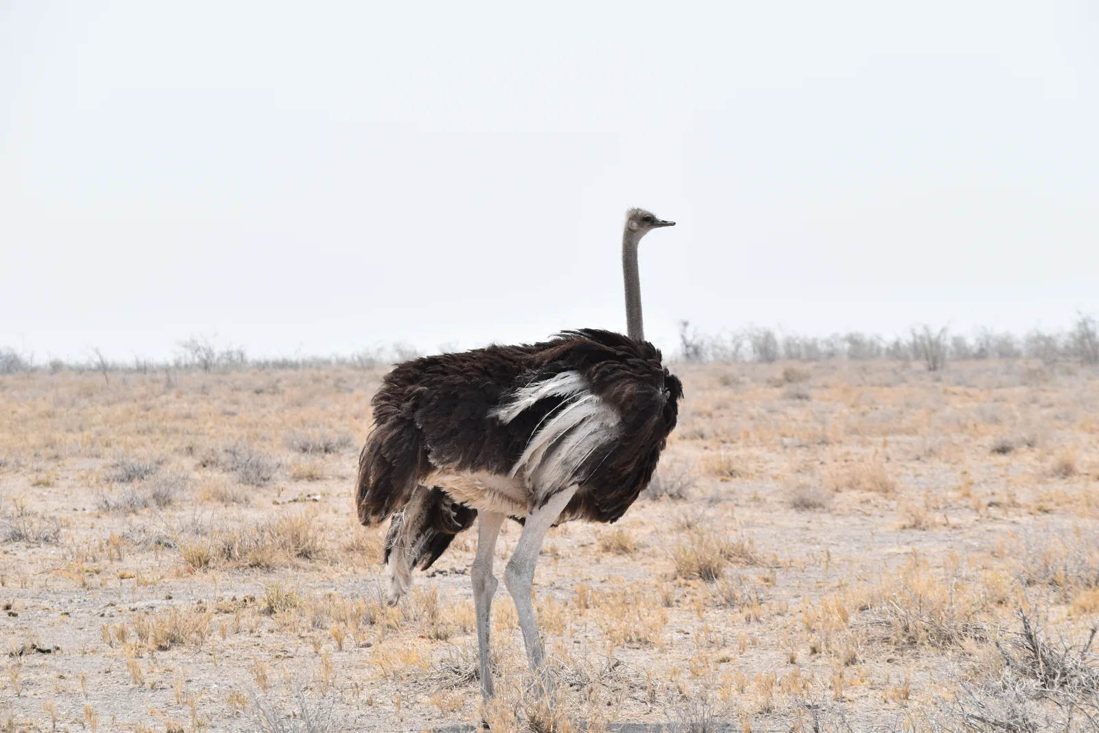 7-Day Cape Town & Malaria-Free Safari gallery image