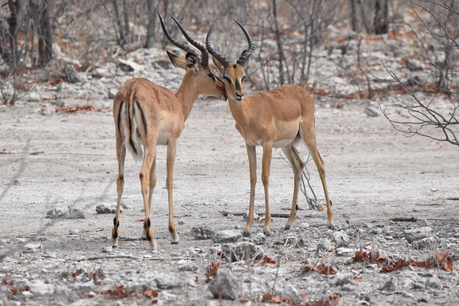 7-Day Botswana Safari - Okavango Delta to Salt Pans gallery image