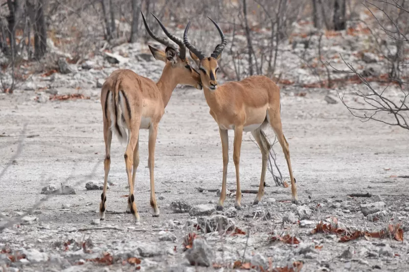 2-Day Tour to the Largest Lake of Ethiopia Bahidar gallery image