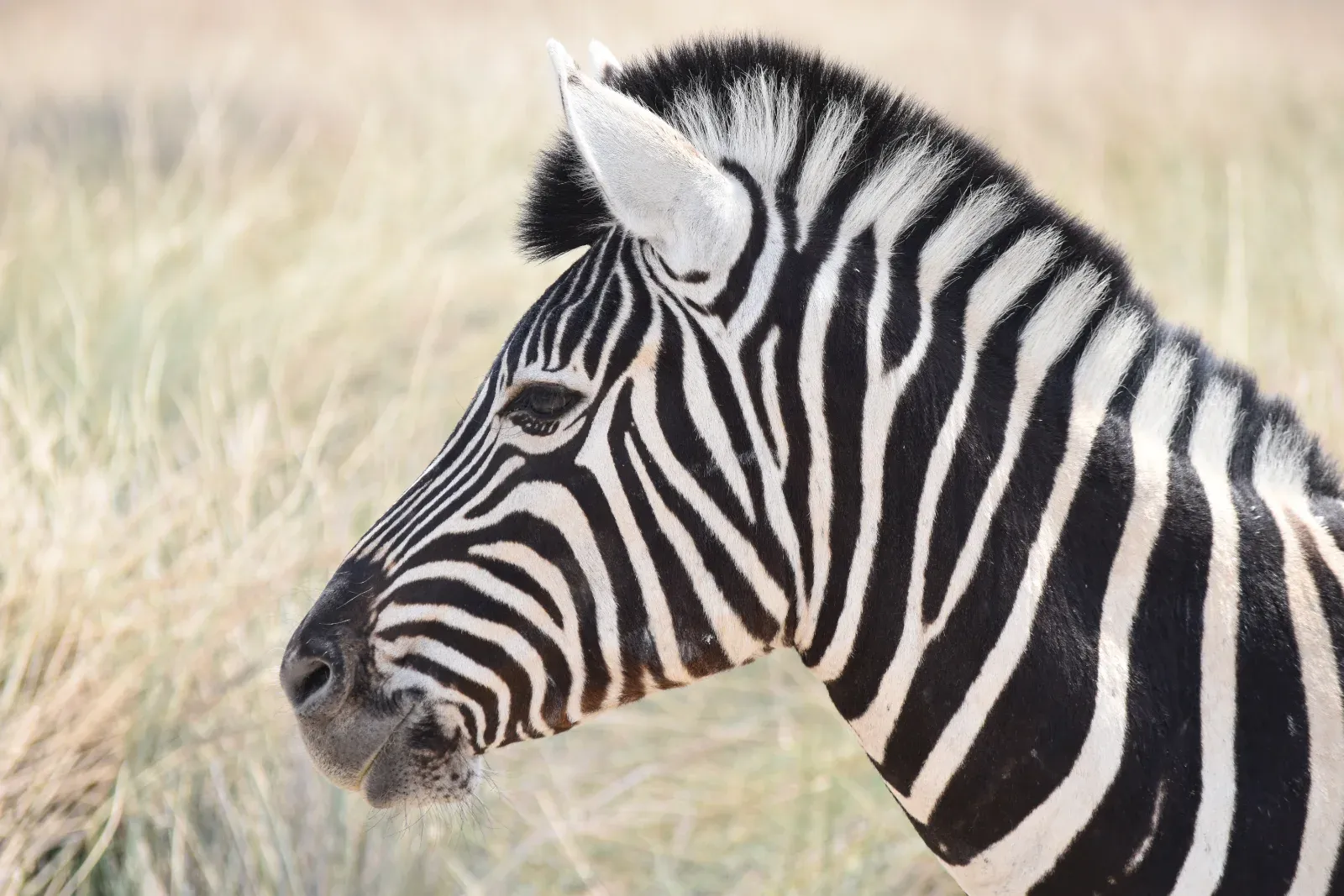 1-Day Nakuru National Park Private Tour - Kenya safaris hero photo