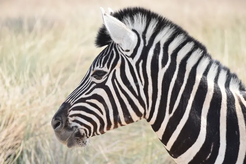 1-Day Nakuru National Park Private Tour - Kenya safaris
