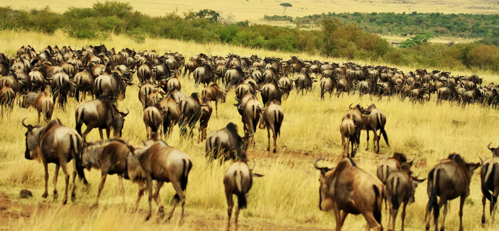 7-Day Private Kruger Camping Safari hero photo