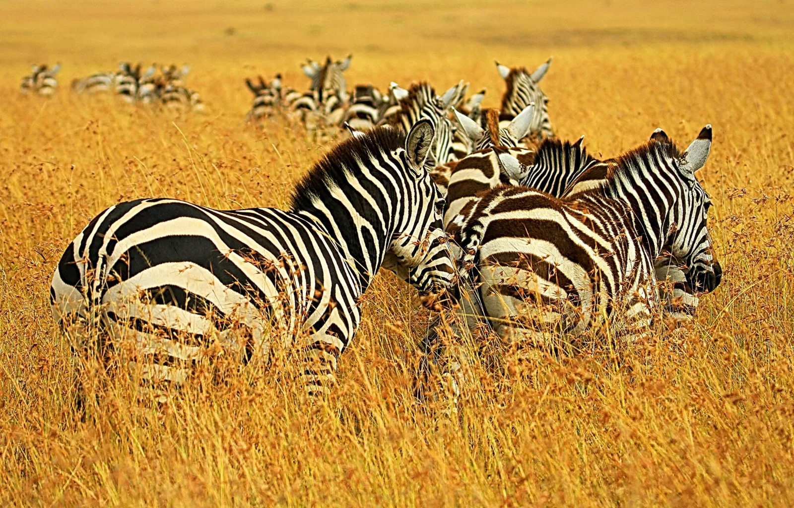7-Day 4-Star Kruger & Mozambique Beach Safari gallery image