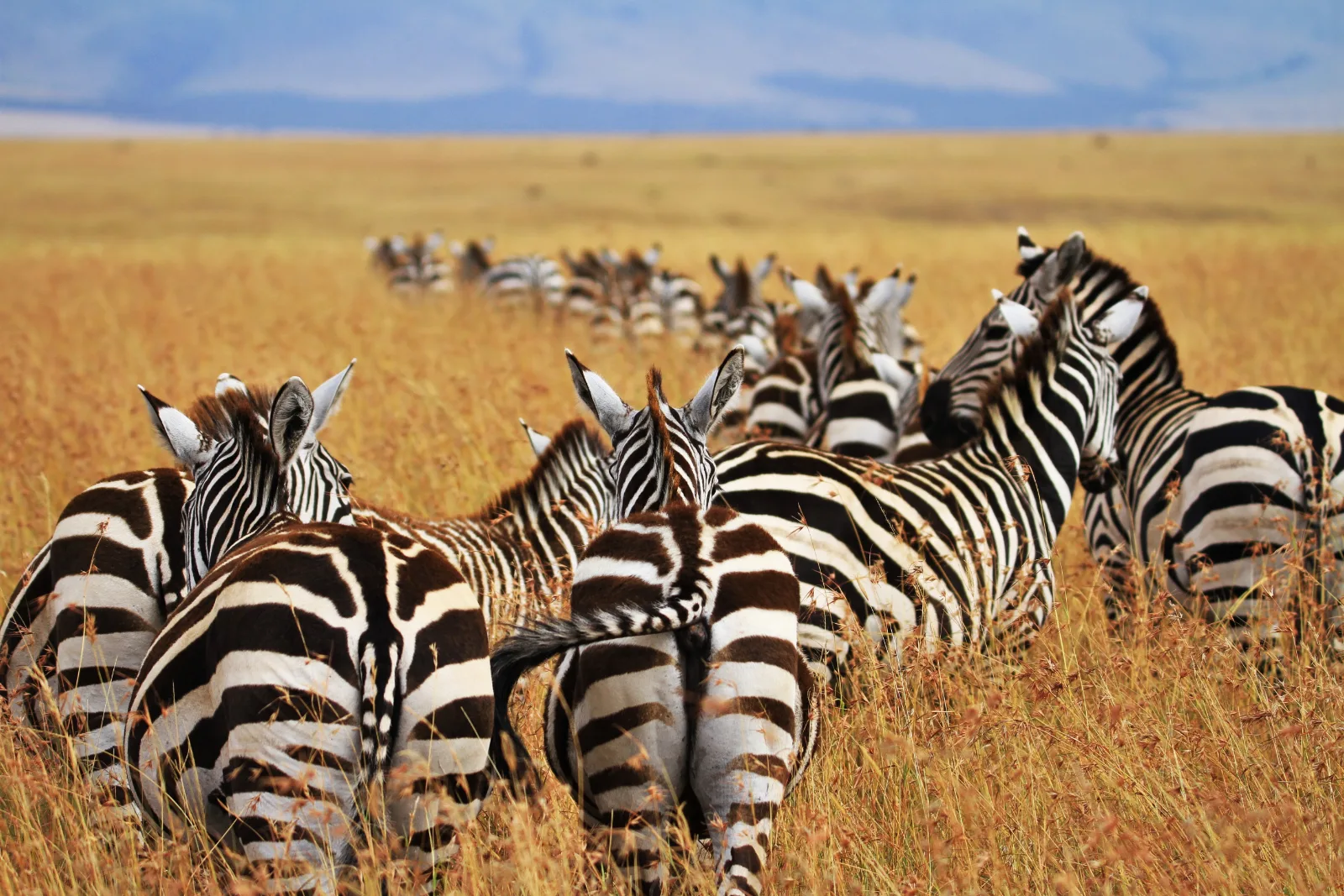 7-Day Cape Town & Malaria-Free Safari gallery image