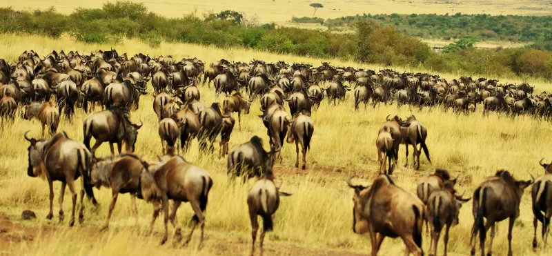 7-Day Bush to Beach Kruger/Cape Flights Included Safari gallery image