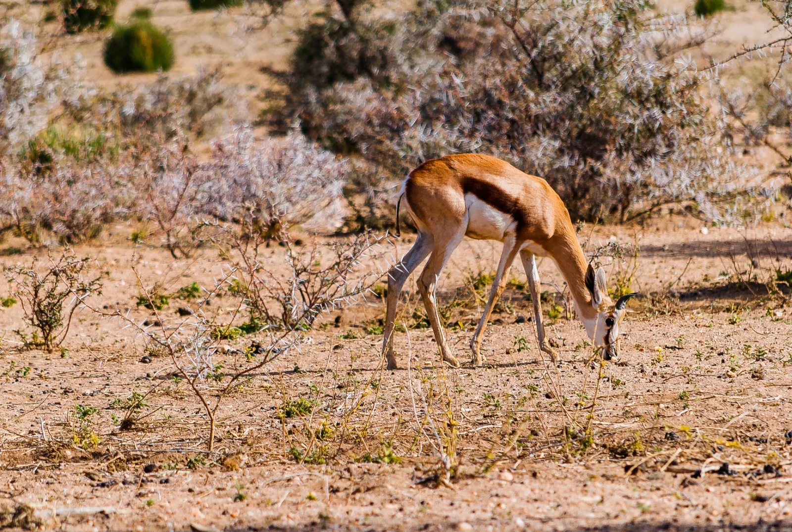 7-Day Botswana Safari - Okavango Delta to Salt Pans gallery image