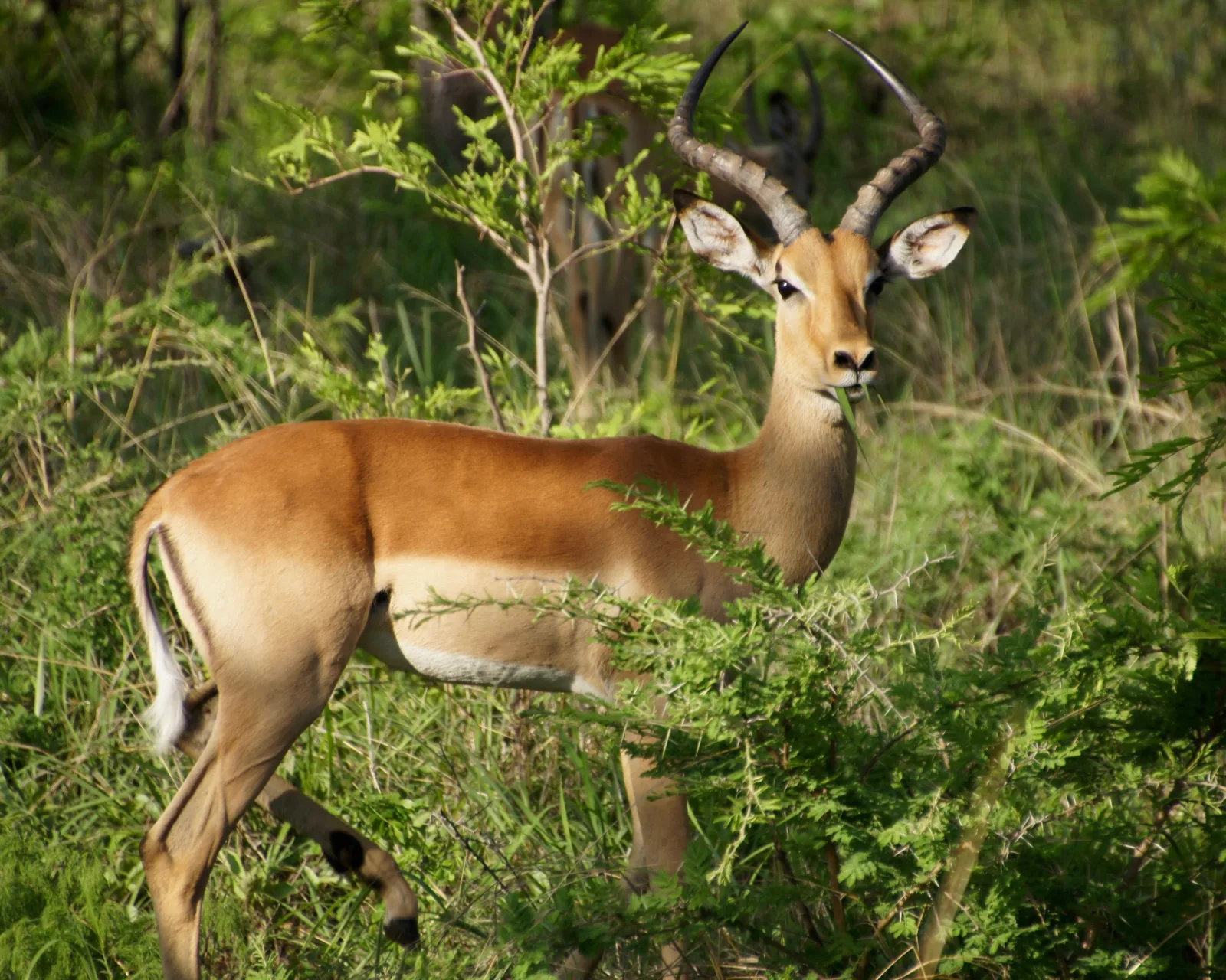 7-Day Big5 Sabi Sand Greater Kruger & Phinda Reserve gallery image