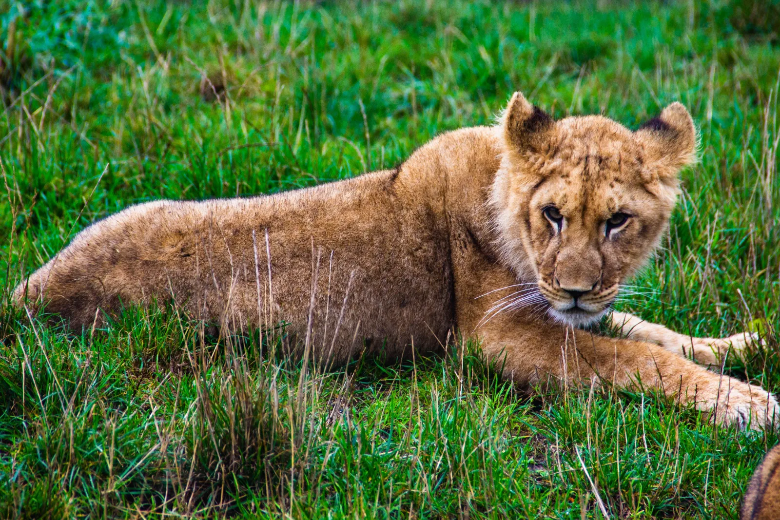 7-Day Big5 Sabi Sand Greater Kruger & Phinda Reserve gallery image