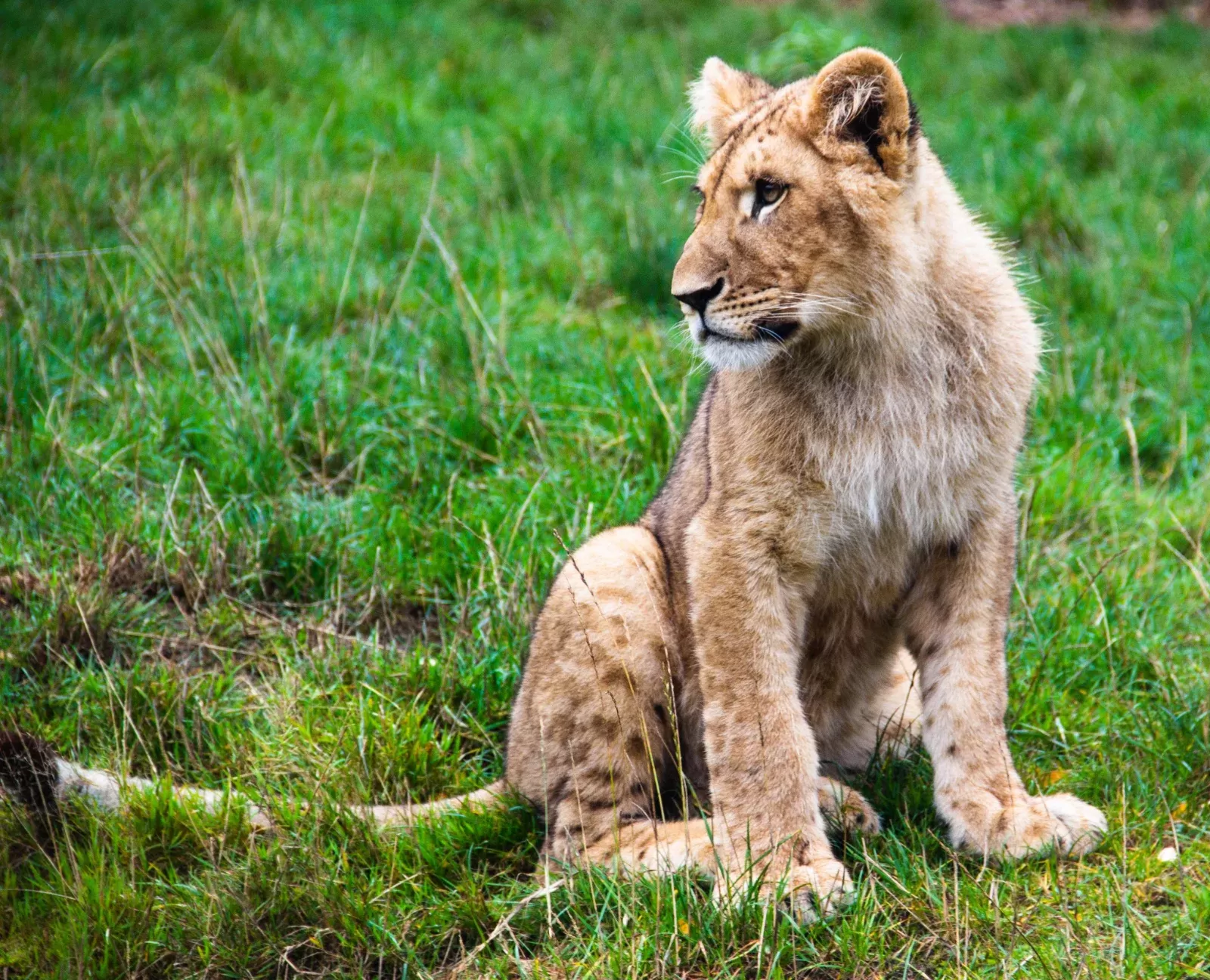 7-Day Big Cats Botswana Safari hero photo