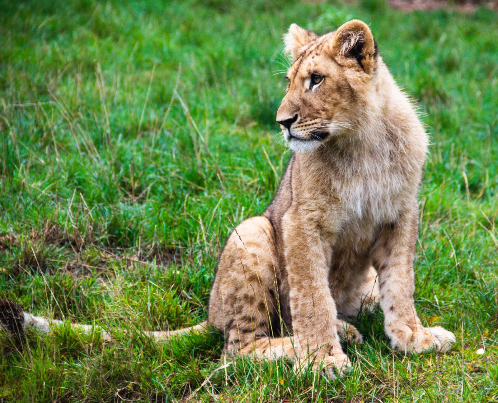 7-Day Victoria Falls, Chobe Safari & Okavango Delta gallery image