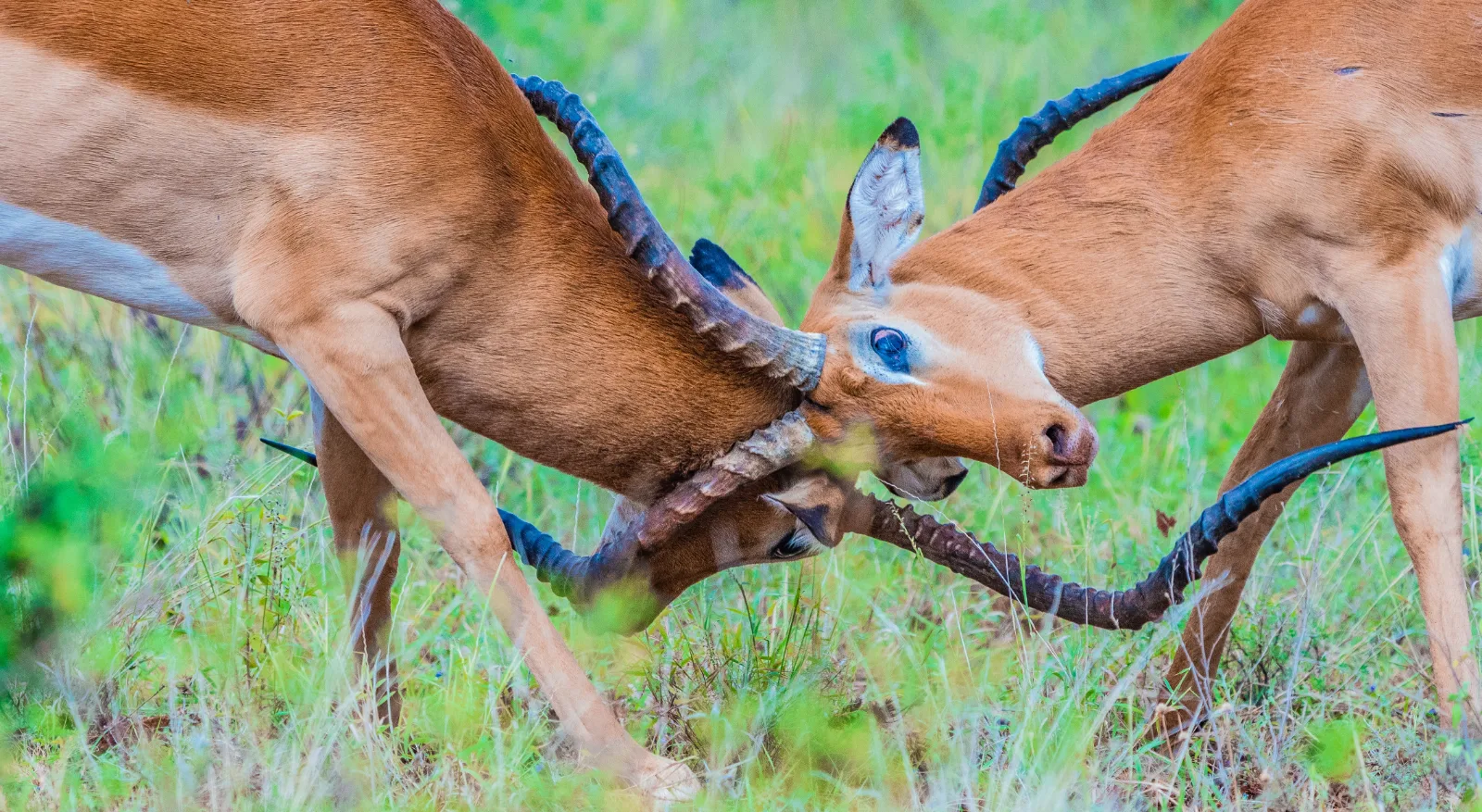 7-Day Big Cats Botswana Safari gallery image
