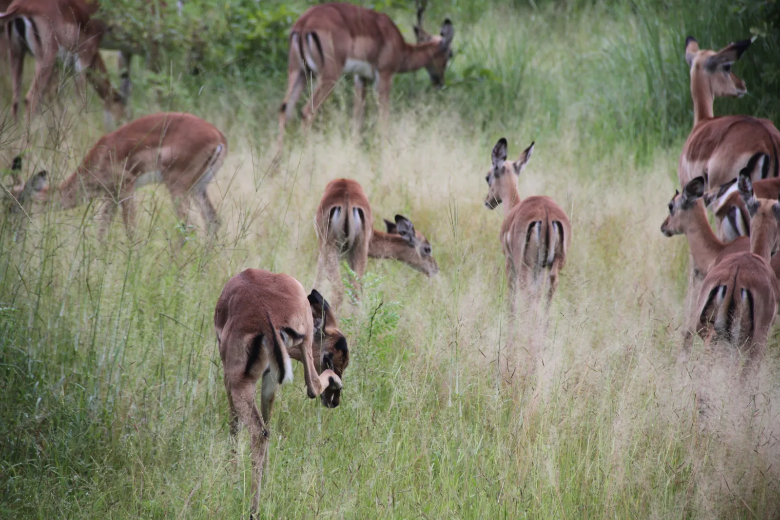 7-Day Victoria Falls, Chobe Safari & Okavango Delta gallery image