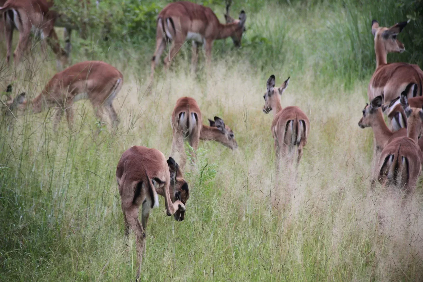 7-Day Botswana Safari Adventure hero photo