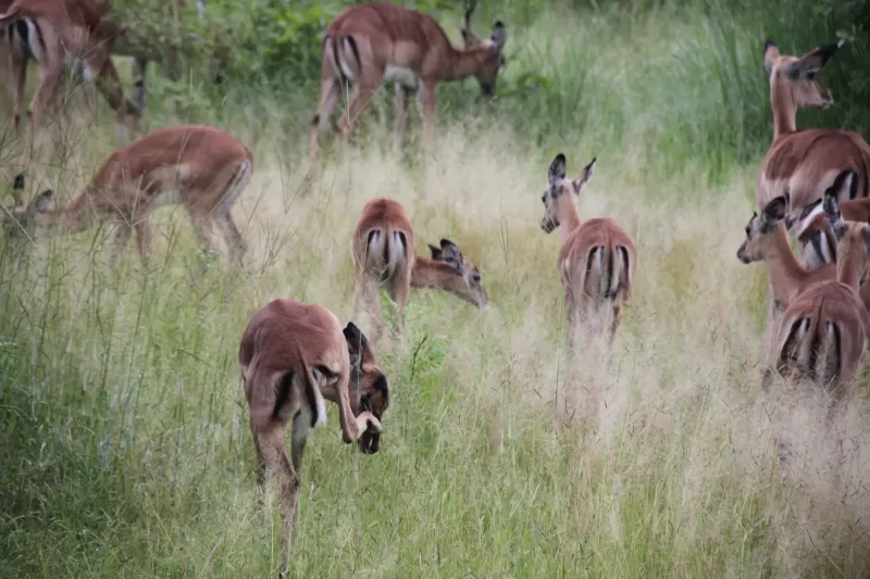 7-Day Camping Safari Khwai Concession, Savuti and Chobe gallery image