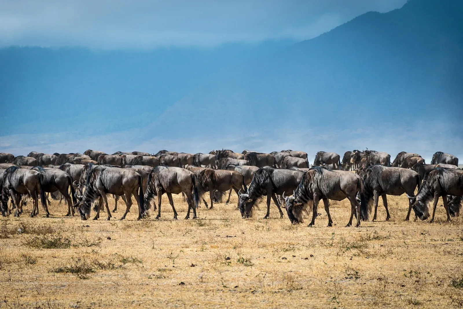 3-Day Shared Camping Safari from Zanzibar to Serengeti National Park & Ngorongoro Crater hero photo
