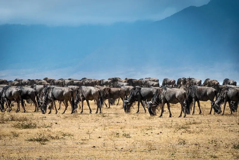3-Day Shared Camping Safari from Zanzibar to Serengeti National Park & Ngorongoro Crater