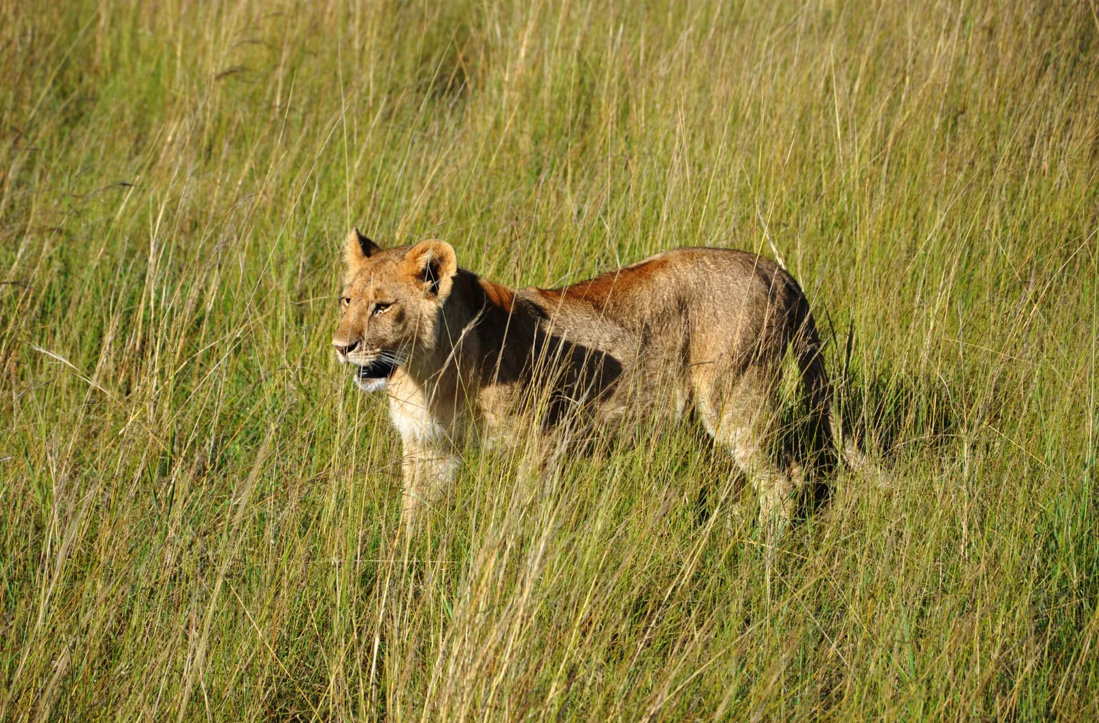 7-Day Big5 Sabi Sand Greater Kruger & Phinda Reserve gallery image