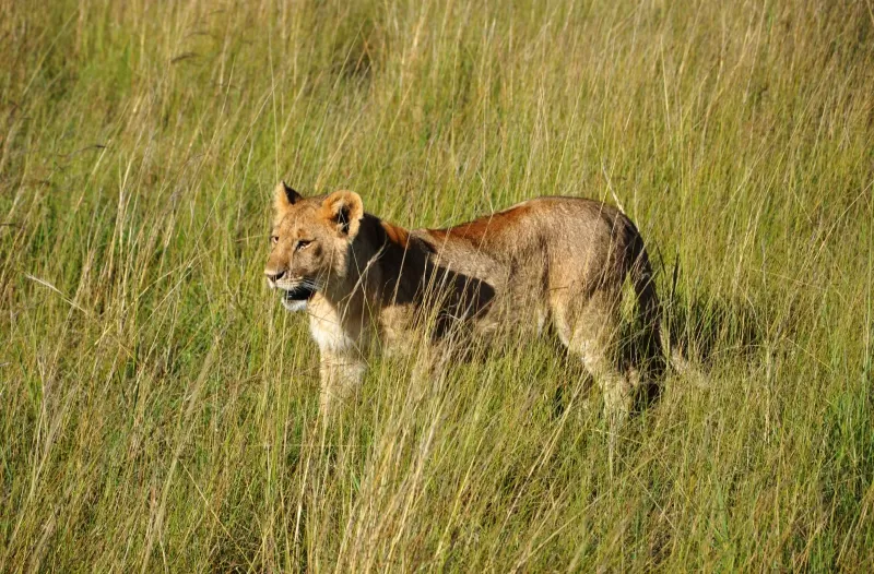 7-Day Big5 Sabi Sand Greater Kruger & Phinda Reserve gallery image