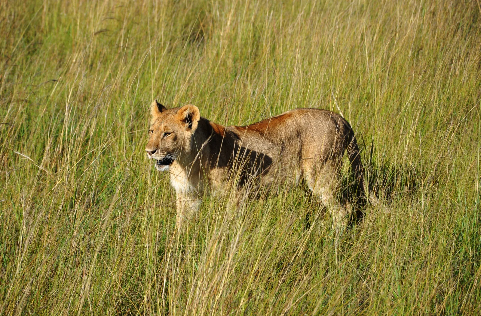 5-Day Sharing Budget Camping Safari gallery image