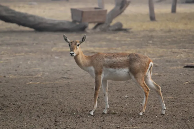 5-Day Sharing Budget Camping Safari gallery image