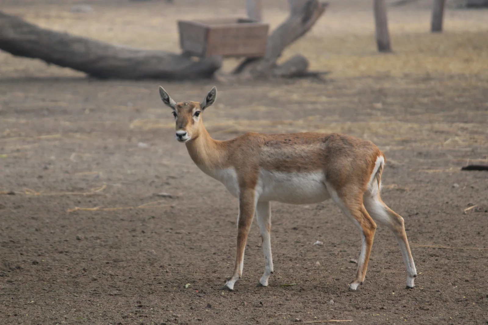 7-Day Okavango Moremi Savuti & Chobe gallery image