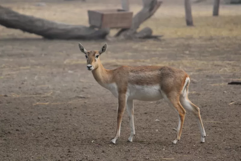 7-Day Okavango Moremi Savuti & Chobe gallery image