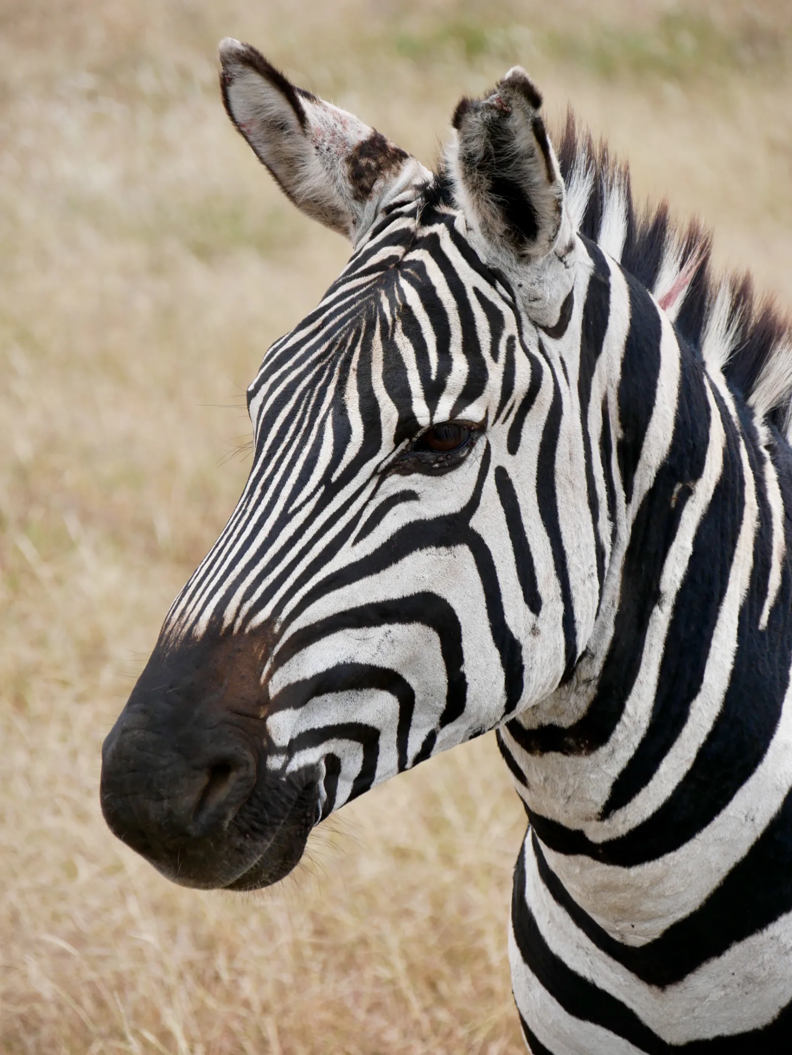 7-Day 4-Star Kruger & Mozambique Beach Safari gallery image