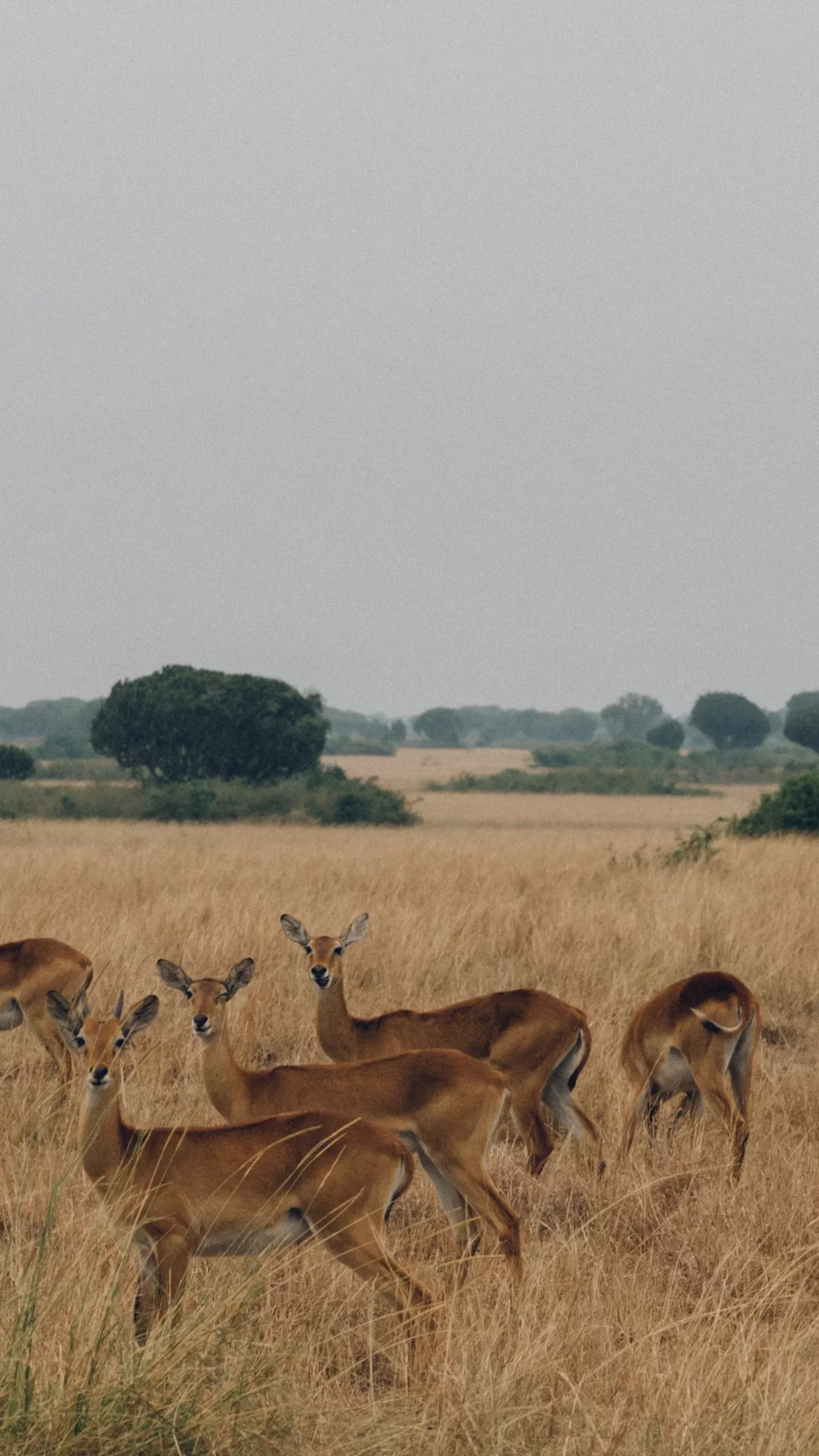 7-Day Bush to Beach Kruger/Cape Flights Included Safari hero photo