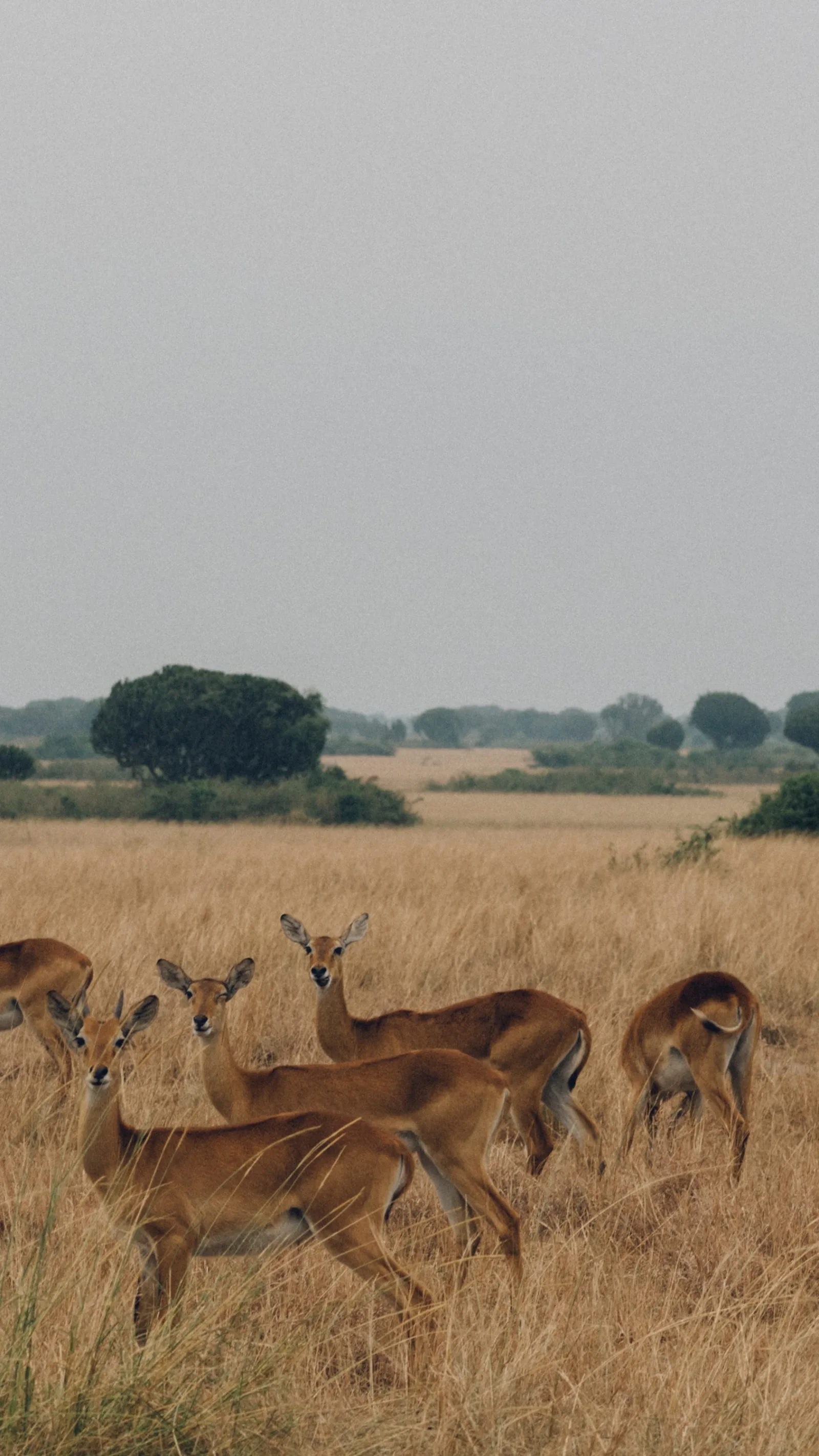 7-Day Luxury Botswana Safari Tour gallery image